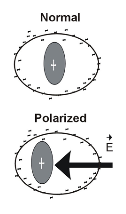 Schematic displacement of charge within a molecule by an electric field E.